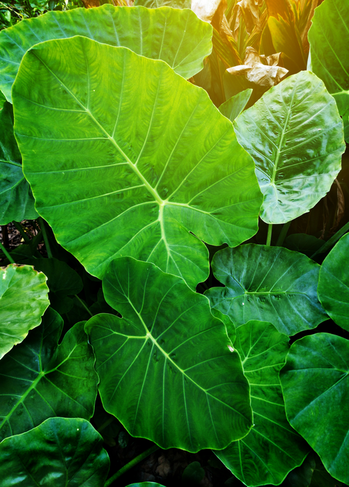 Taro 'Chinese Bun Long' (Colocasia esculenta)