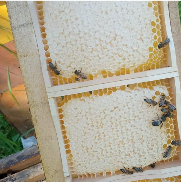 Comb Honey Cassettes