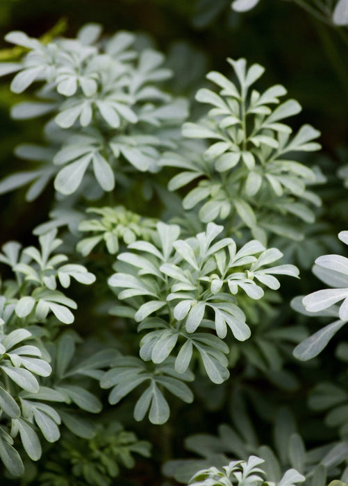 Rue (Ruta graveolens)