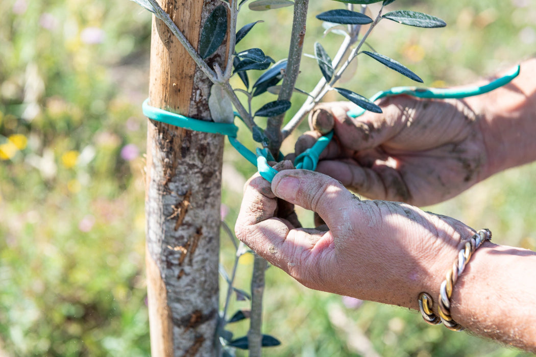 Intense Extra Virgin Olive Oil | Intosso Olive Oil Imported from Abruzzo, Italy