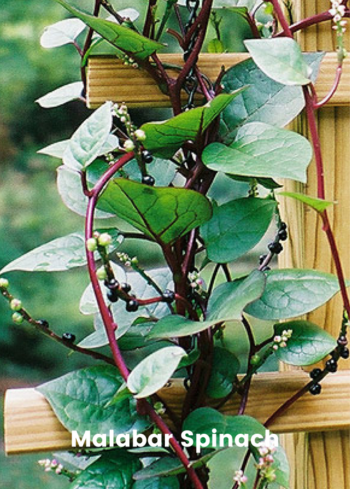 Summer Greens Bundle: Malabar Spinach, Molokhia, Longevity Spinach & Lagos Spinach