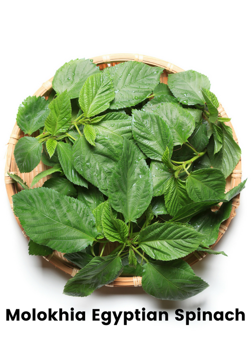 Summer Greens Bundle: Malabar Spinach, Molokhia, Longevity Spinach & Lagos Spinach
