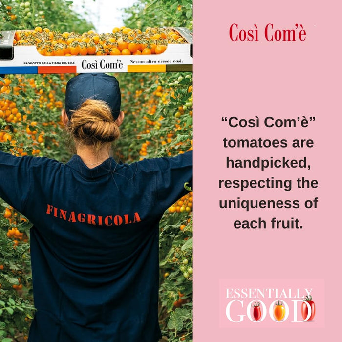 Così Comè, Whole Yellow Datterini Tomatoes in Sea Water, (12.354 oz) 350g
