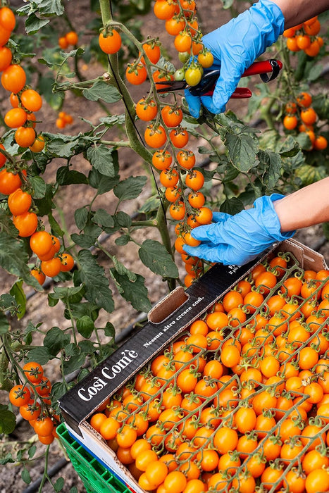 Così Com’è, The Yellow Datterino in Tomato juice, 28.88oz
