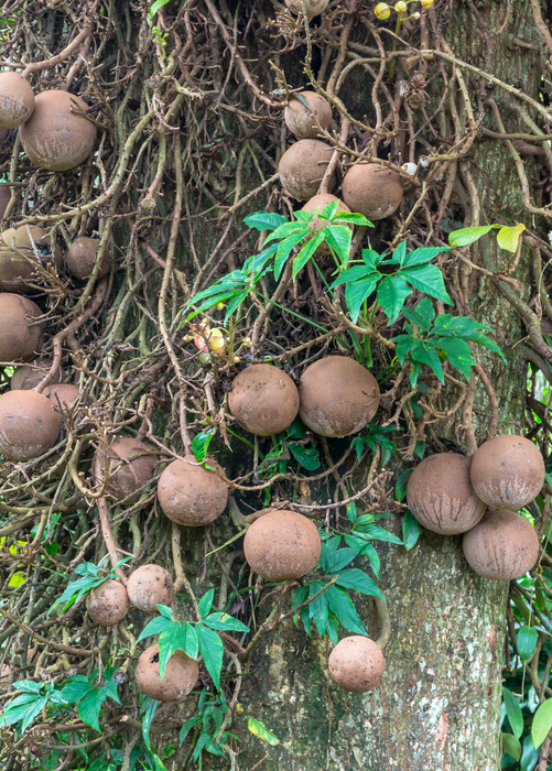 Cannonball Tree (Couroupita guianensis)