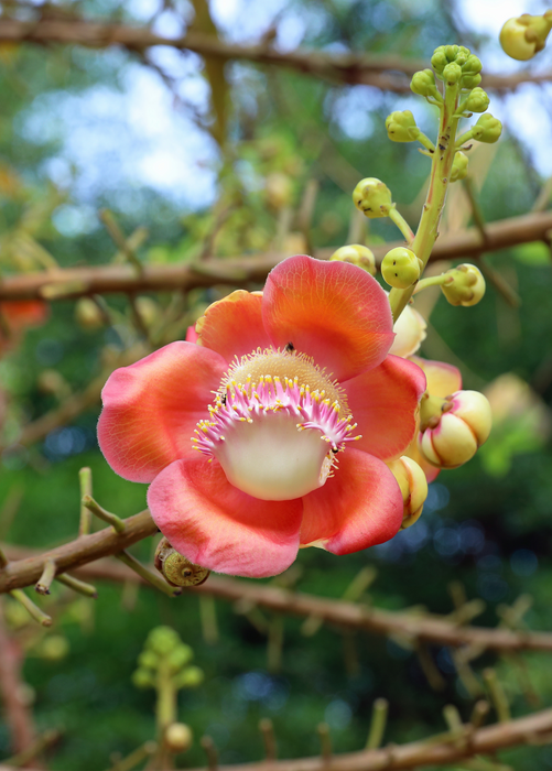 Cannonball Tree (Couroupita guianensis)