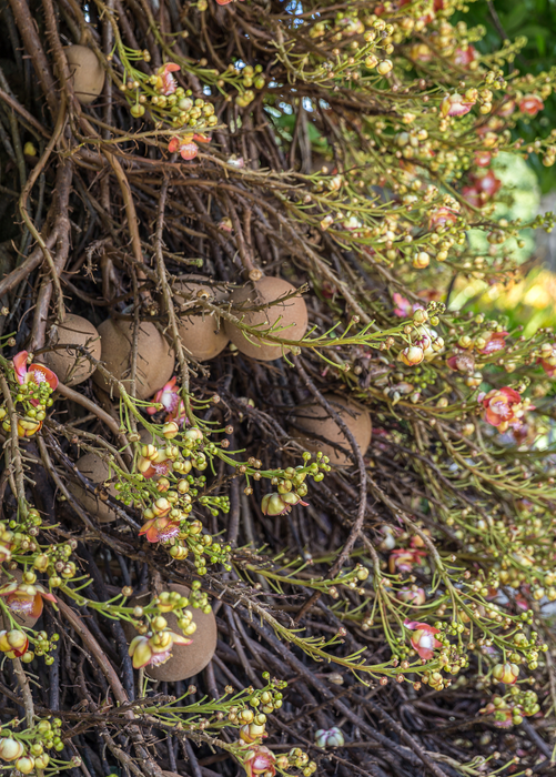 Cannonball Tree (Couroupita guianensis)