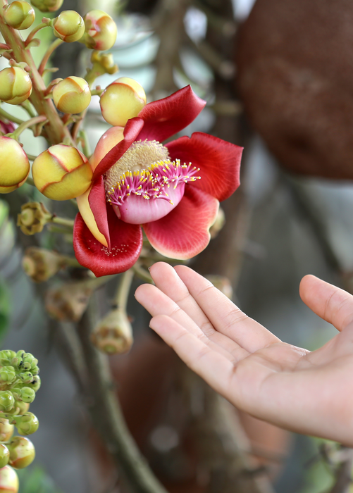 Cannonball Tree (Couroupita guianensis)