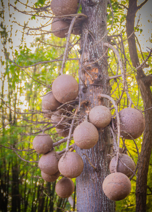Cannonball Tree (Couroupita guianensis)