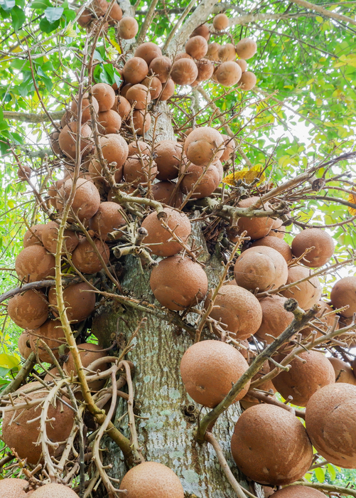 Cannonball Tree (Couroupita guianensis)