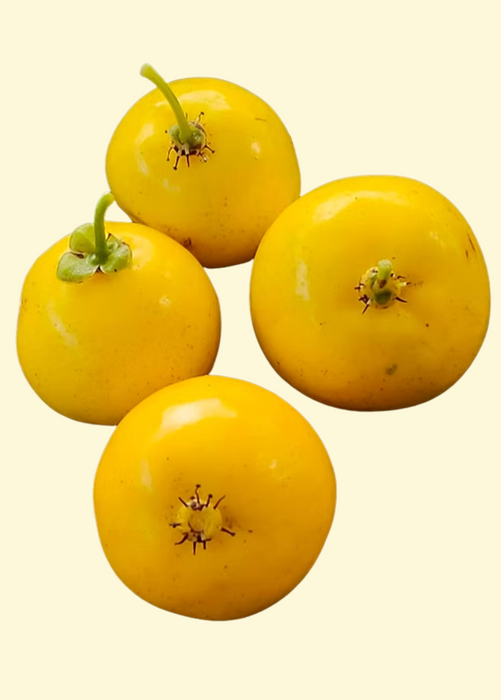 Cuban Mangosteen (Garcinia aristata)