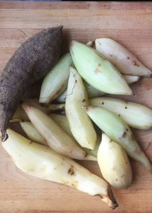 Cocoxochitl, Culinary Dahlia (Dahlia spp.)