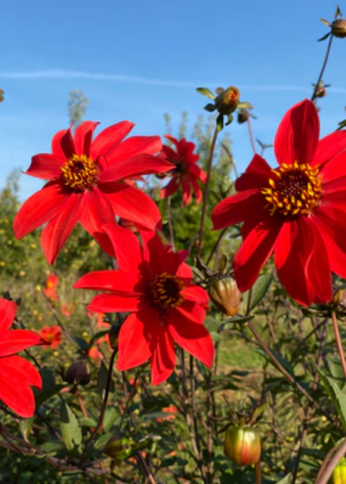 Cocoxochitl, Culinary Dahlia (Dahlia spp.)