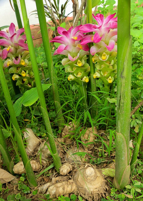 Turmeric, White (Curcuma zedoaria)