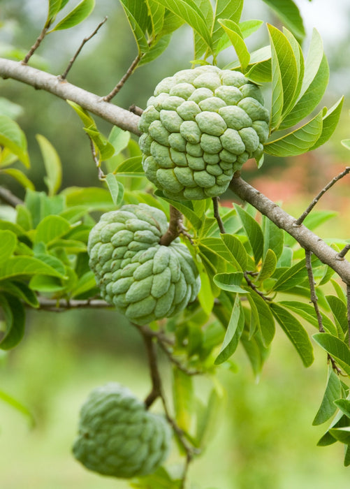 Best Lessars Amazon Sugar Apple 'Thai Lessard' (Annona squamosa L) — Specialty Food Source