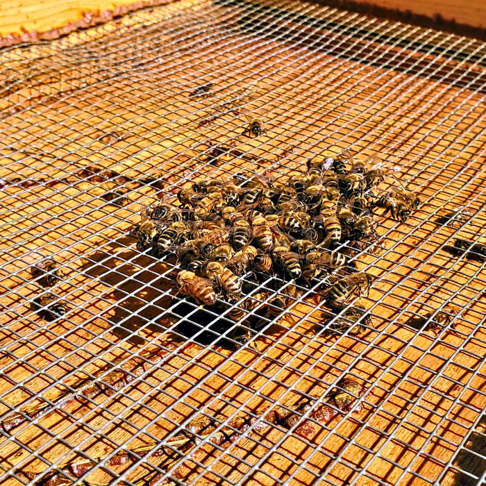 Cypress Spacer and Feeder Rim