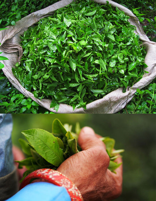 Darjeeling Tea, Certified Organic - 4 oz