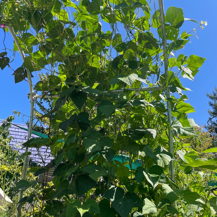 DIY Garden Arch