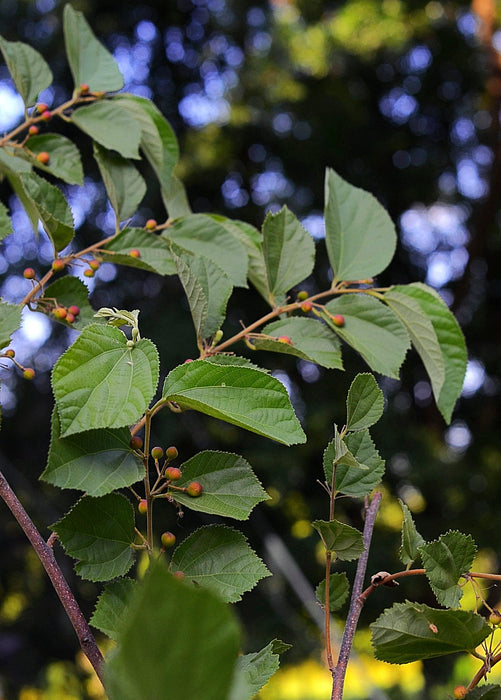 Sherbert Berry (Grewia asiatica)