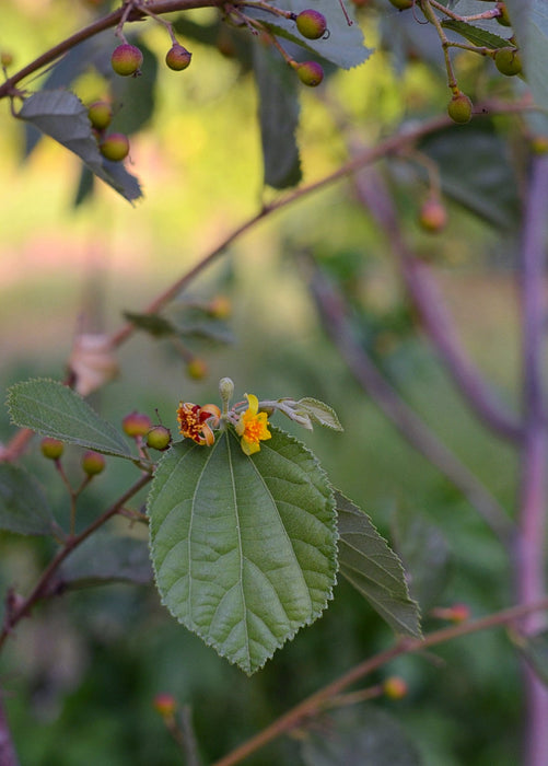 Sherbert Berry (Grewia asiatica)