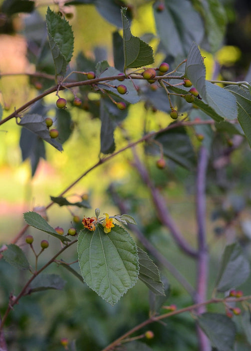 Sherbert Berry (Grewia asiatica)