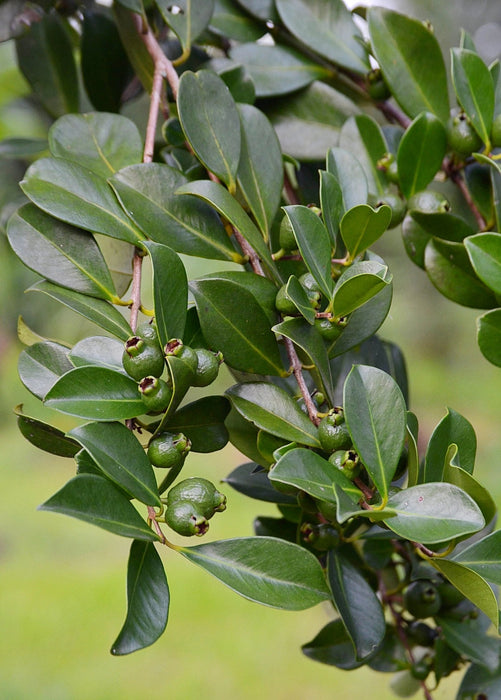 Guava, Strawberry (Psidium cattleianum)