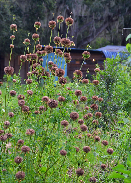 Klip Dagga (Leonotis nepetifolia)