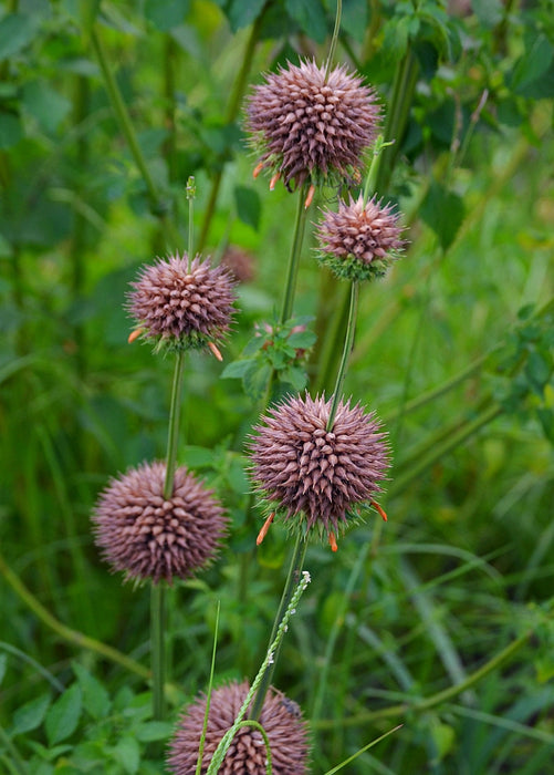 Klip Dagga (Leonotis nepetifolia)