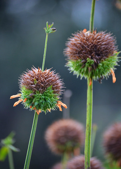 Klip Dagga (Leonotis nepetifolia)