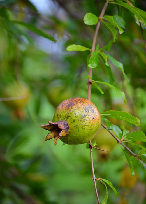 Pomegranate 'Vietnamese Pink' (Punica granatum)