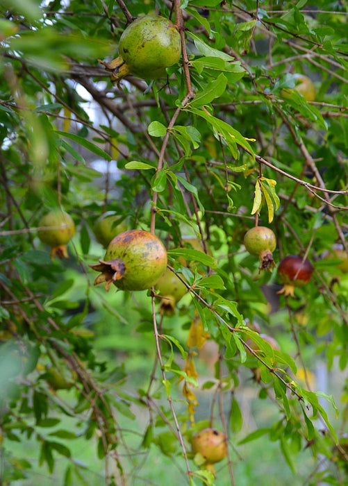 Pomegranate 'Vietnamese Pink' (Punica granatum)