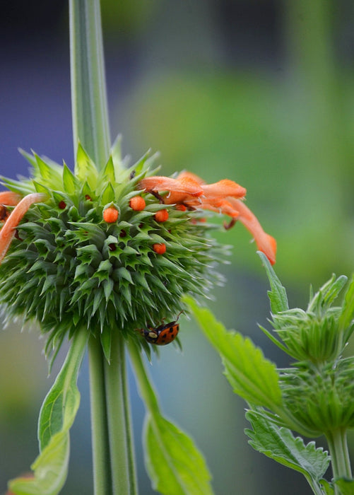 Klip Dagga (Leonotis nepetifolia)