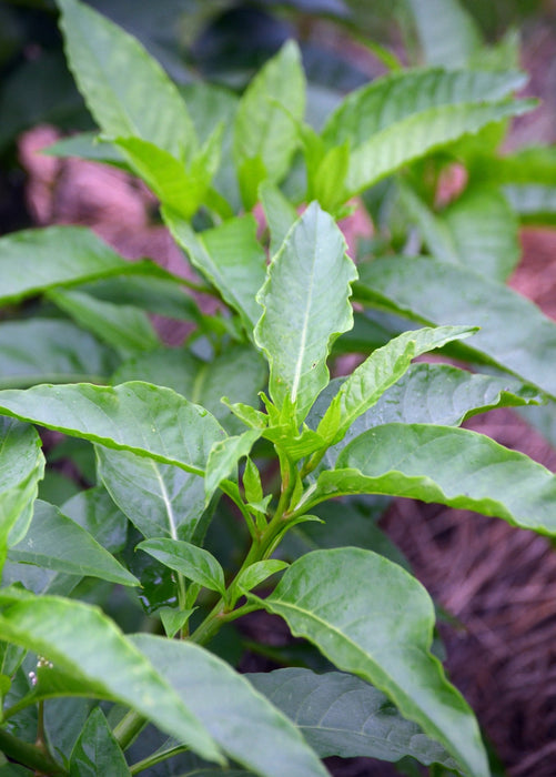 Longevity Spinach (Gynura procumbens)