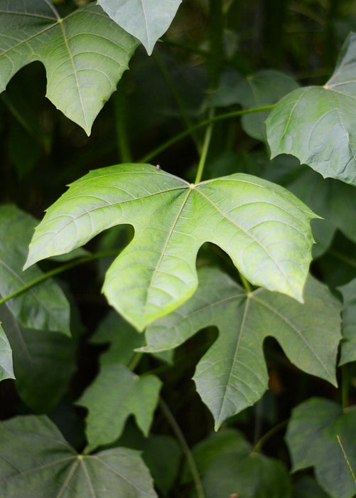 Chaya, Mexican Tree Spinach (Cnidoscolus aconitifolius)