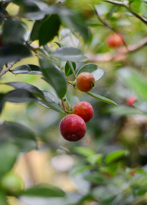 Guava, Strawberry (Psidium cattleianum)
