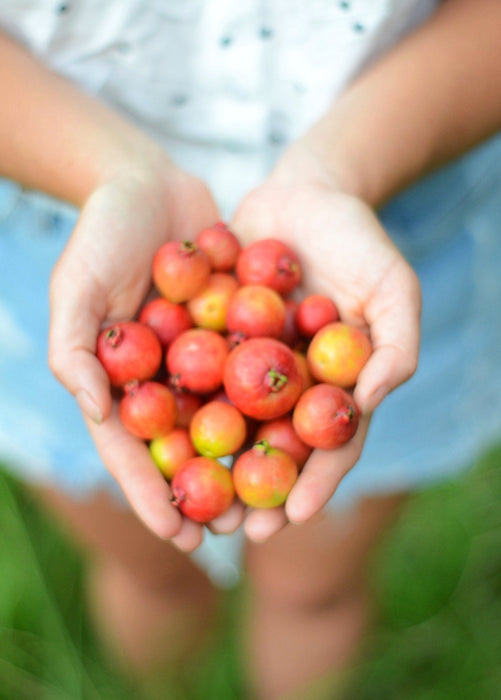 Guava, Strawberry (Psidium cattleianum)