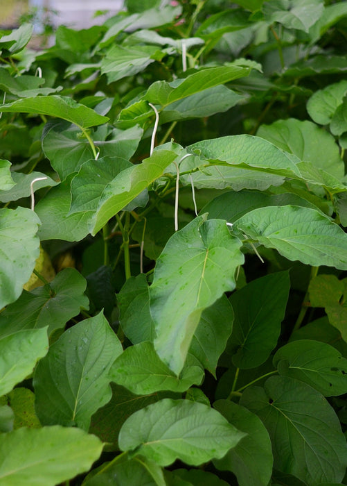 Hoja Santa (Piper auritum)
