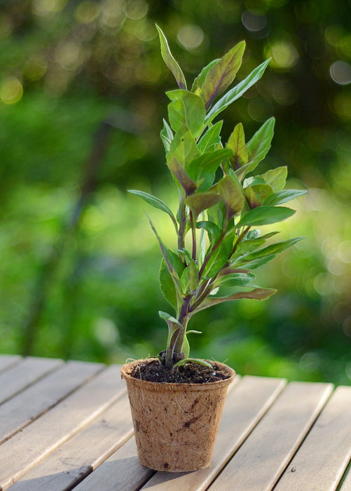 Longevity Spinach (Gynura procumbens)
