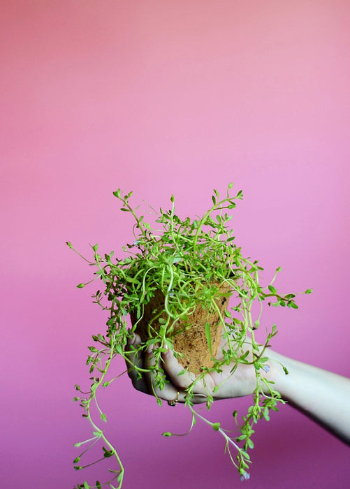 Brahmi (Bacopa monnieri)