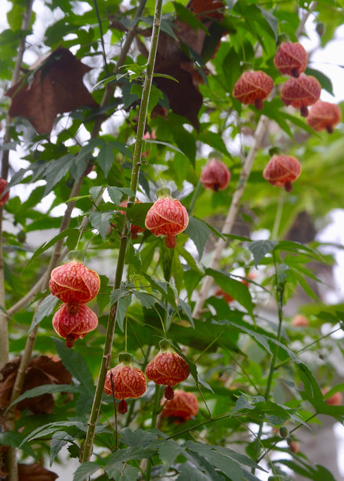 Flowering Maple (Abutilon pictum)