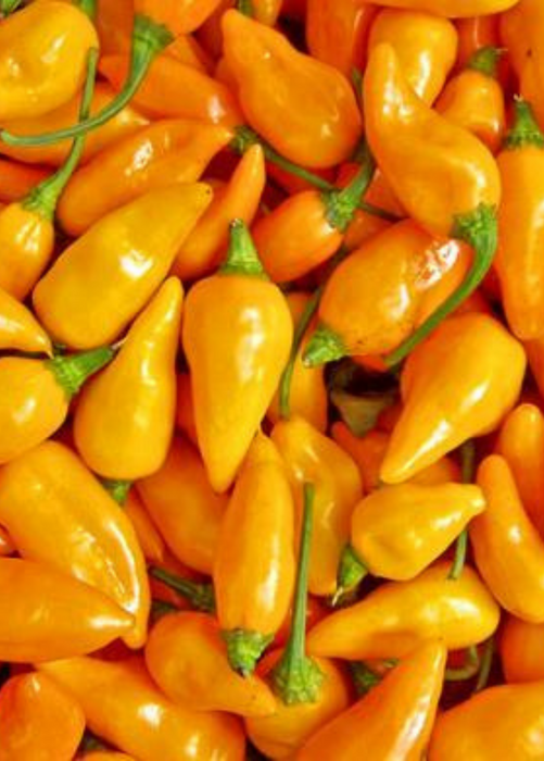 Datil Pepper (Capsicum chinense)