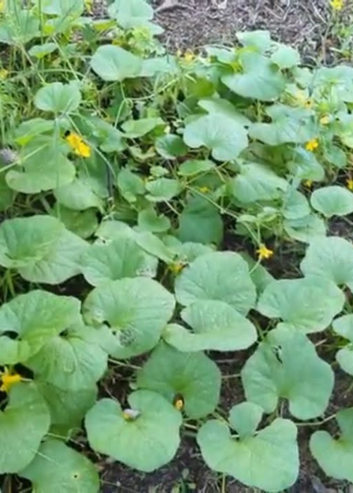 Dosakai (Cucumis melo var. chito)