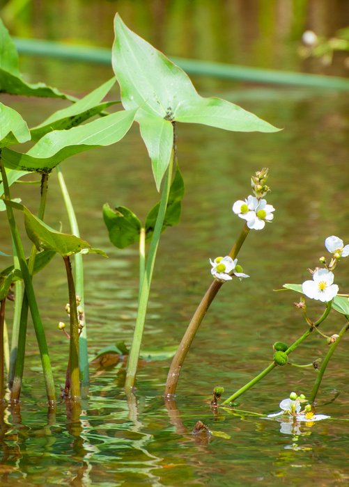 Duck Potato (Sagittaria latifolia)