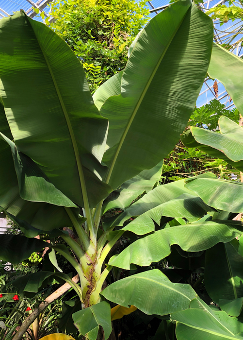 Banana 'Dwarf Cavendish' (Musa acuminata)
