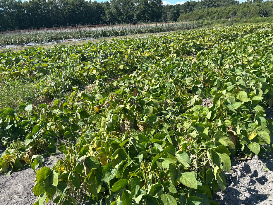 Dried Black Soybeans "Kuromame" l Suzuki Farm l 1 bag