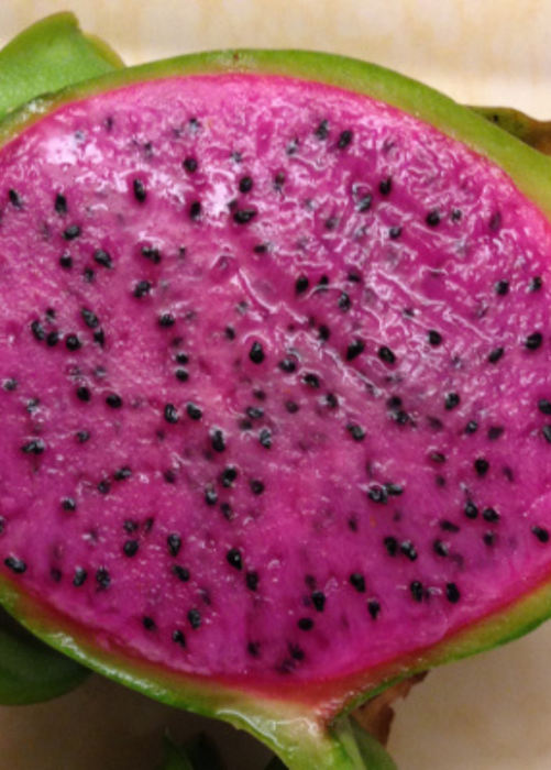 Dragon Fruit 'Edgar's Baby' (Hylocereus stenopterus x Hylocereus Guatemalensis)