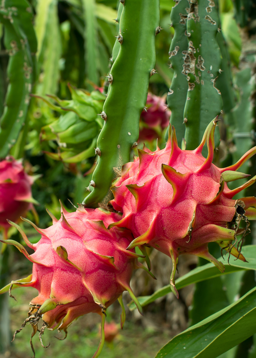 Dragon Fruit 'Edgar's Baby' (Hylocereus stenopterus x Hylocereus Guatemalensis)