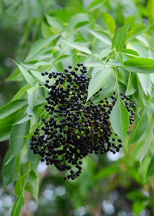 Elderberry, Florida Native (Sambucus canadensis)