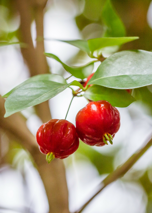 Surinam Cherry (Eugenia uniflora)