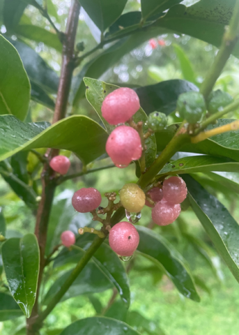 Gin Berry, Ginberry (Glycosmis pentaphylla)